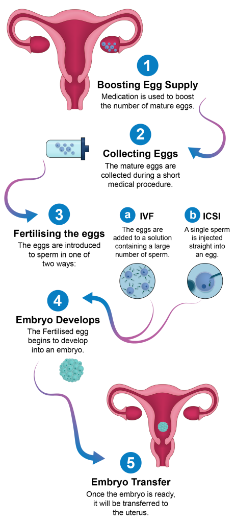 An illustrated diagram showcasing parts of the female reproductive system. At the top is a depiction of the uterus and ovaries (labelled as 1), below it is a magnified view of an ovary containing follicles (labelled as 2). Further down, there's a representation of the fallopian tube (labelled as 3) with a close-up of two sections: one depicting a mature egg (labelled as 'a') and another showing the cilia lining the tube (labelled as 'b'). Next, a zoomed-in image (labelled as 4) displays an ovum surrounded by smaller cells. At the bottom, there's another view of the uterus (labelled as 5) with a highlighted section showcasing the endometrial lining