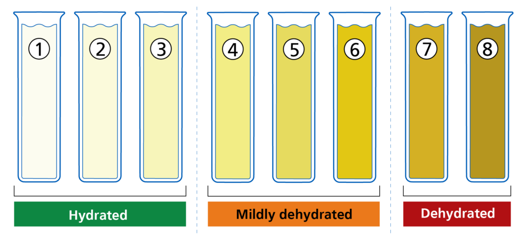 Infographic displaying eight test tubes with varying shades of yellow to brown, labelled 1 through 8, representing different hydration levels. Tubes 1 to 3 are light yellow, labelled 'Hydrated'. Tubes 4 to 6 are a deeper yellow, labelled 'Mildly dehydrated'. Tubes 7 and 8 are brown, labelled 'Dehydrated'. The progression indicates increasing dehydration from left to right
