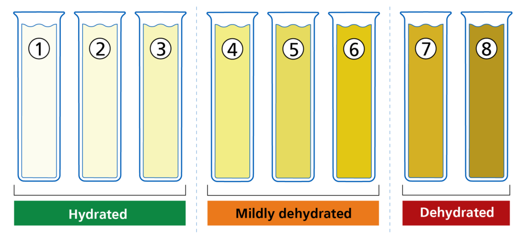 Infographic displaying eight test tubes with varying shades of yellow to brown, labelled 1 through 8, representing different hydration levels. Tubes 1 to 3 are light yellow, labelled 'Hydrated'. Tubes 4 to 6 are a deeper yellow, labelled 'Mildly dehydrated'. Tubes 7 and 8 are brown, labelled 'Dehydrated'. The progression indicates increasing dehydration from left to right