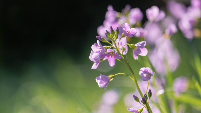 flowers-6206286
