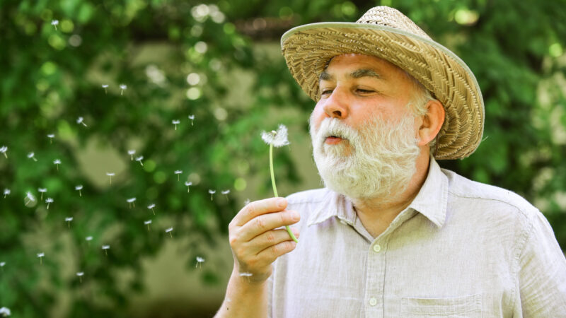 Harmony of soul. Peaceful grandpa blowing dandelion. Happy and carefree retirement. Elderly man in straw summer hat. Grandpa senior man blowing dandelion seeds in park. Mental health. Peace of mind.