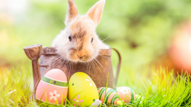 Small,,baby,Rabbit,In,Easter,Basket,With,Fluffy,Fur,And