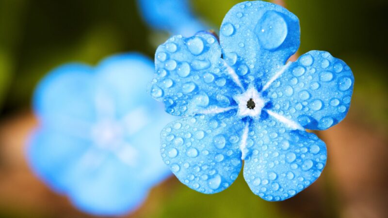 blue-flower-2197679